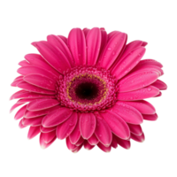 Pink Gerber isolated on transparent background. AI Generative png