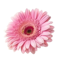 Pink Gerber isolated on transparent background. AI Generative png