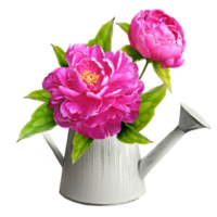 Peony flowers illustration watercolor png