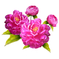 Group peony flowers illustration png