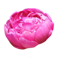 Peony flowers illustration  in blooming png