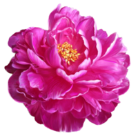 Peony pink flowers illustration png