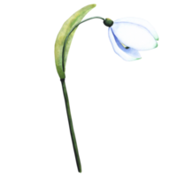 Watercolor snowdrop. Botanical illustration of flower. Watercolor illustration of plant on a transparent background. Bud, flower, inflorescence, leaf. For print, design and decor. png