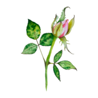 Roses. Watercolor illustration of bright pink roses. Botanic Illustration flowers on a transparent background. Suitable for cards, invitations, banners, notepads, posters, calendars. For your design. png