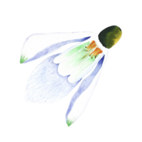 Watercolor snowdrop. Botanical illustration of flower. Watercolor illustration of plant on a transparent background. Bud, flower, inflorescence. For print, design and decor. png