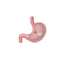Stomach Intestine Is Being Treated With Medicine Pill, Capsule with medicaments, Dissolving drug, Human Stomach treatment, Capsule with medicaments, gastritis vaccine in a pill concept png