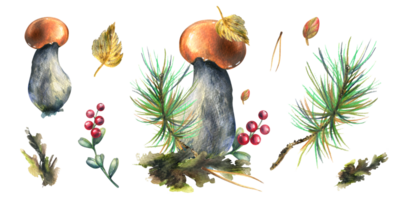 Mushrooms forest boletus with grass, blueberries, moss and cone. watercolor illustration, hand drawn. Isolated composition with elements png