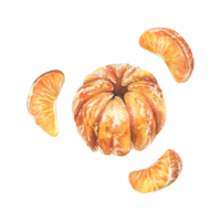 Peeled orange tangerine with individual slices. Watercolor illustration, hand drawn. Set of isolated elements png