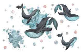Black whales with turquoise color on the background of splashes of paint. Watercolor illustration. Elements from the collection of WHALES. For the design and decoration. png