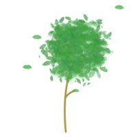 bosque árbol plantas png