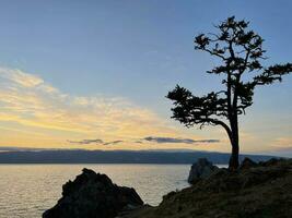 Silhouette of cader tree near rock Shamanka on Olkhon Island at sunset, Lake Baikal, Russia photo