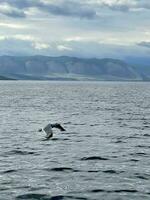 Gaviota volador en el cielo terminado lago baikal foto