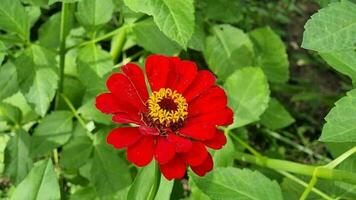 Bright red zinnia flower with a yellow center in a flower bed against a background of green stems. Close-up. Blooming summer flowers. video