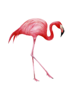 vattenfärg rosa flamingo, tropisk exotisk fågel reste sig flamingo png