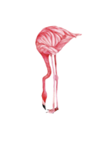 waterverf roze flamingo, tropisch exotisch vogel roos flamingo png