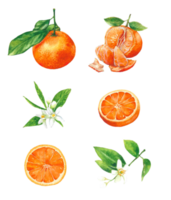 Watercolor illustration of orange fruit png
