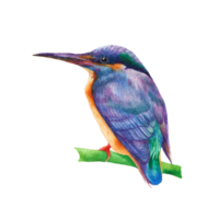 waterverf geschilderd mooi vogel, hand- getrokken kleurrijk vogel png