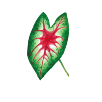 aguarela pintado tropical folha, mão desenhado verde folha png