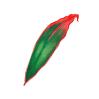 Watercolor painted tropical leaf, Hand drawn green leaf png