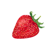 Beautiful watercolor illustration of strawberry fruit png