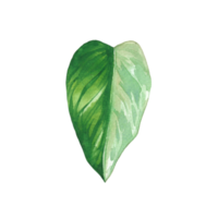 Watercolor painted tropical leaf, Hand drawn green leaf png