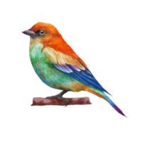 Watercolor painted beautiful bird, Hand drawn colorful bird png