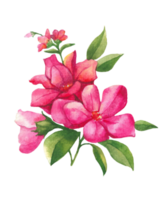 aguarela grupo do flores, mão desenhado floral elemento, lindo Flor png