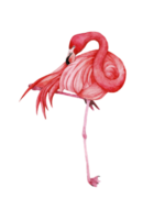 aguarela Rosa flamingo, tropical exótico pássaro rosa flamingo png