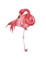 Watercolor pink flamingo, Tropical exotic bird rose flamingo png