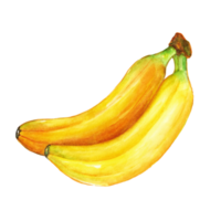 Watercolor painted banana, Hand drawn ripe banana png