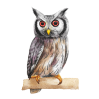 Watercolor painted owl, Hand drawn nighttime bird png