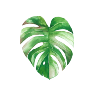 Watercolor painted tropical leaf, Hand drawn green leaf png