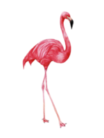 aguarela Rosa flamingo, tropical exótico pássaro rosa flamingo png