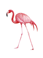 vattenfärg rosa flamingo, tropisk exotisk fågel reste sig flamingo png