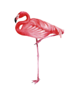 vattenfärg rosa flamingo, tropisk exotisk fågel reste sig flamingo png