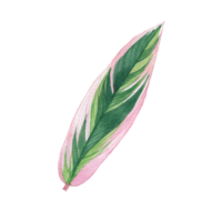 Watercolor painted tropical leaf, Hand drawn green leaf png