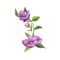 acquerello mazzo di fiori, mano disegnato floreale elemento, bellissimo fiorire png