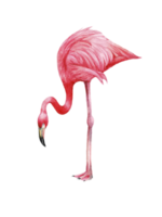 vattenfärg rosa flamingo, tropisk exotisk fågel reste sig flamingo png