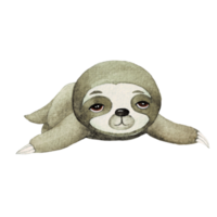 Cute Sloth watercolor, cute cartoon animal character png