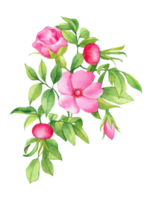 waterverf bundel van bloemen, hand- getrokken bloemen element, mooi bloesem png