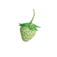 mooi waterverf illustratie van aardbei fruit png