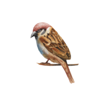 waterverf geschilderd mooi vogel, hand- getrokken kleurrijk vogel png
