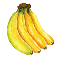 Watercolor painted banana, Hand drawn ripe banana png