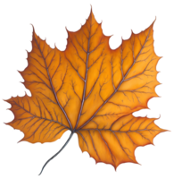 Watercolor autumn leaf. AI Generative png