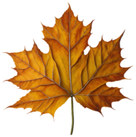 Watercolor autumn leaf. AI Generative png