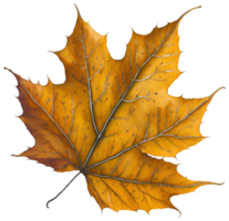 Watercolor autumn leaf. AI Generative png