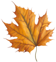 Watercolor autumn leaf. AI Generative png