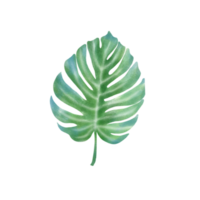 green leaf summer png