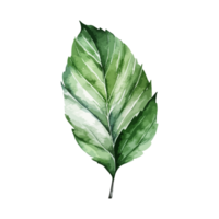 verde hoja acuarela para elemento y decoración generativo ai png