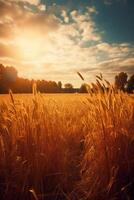 An autumn field, the sun is shining, amber. photo